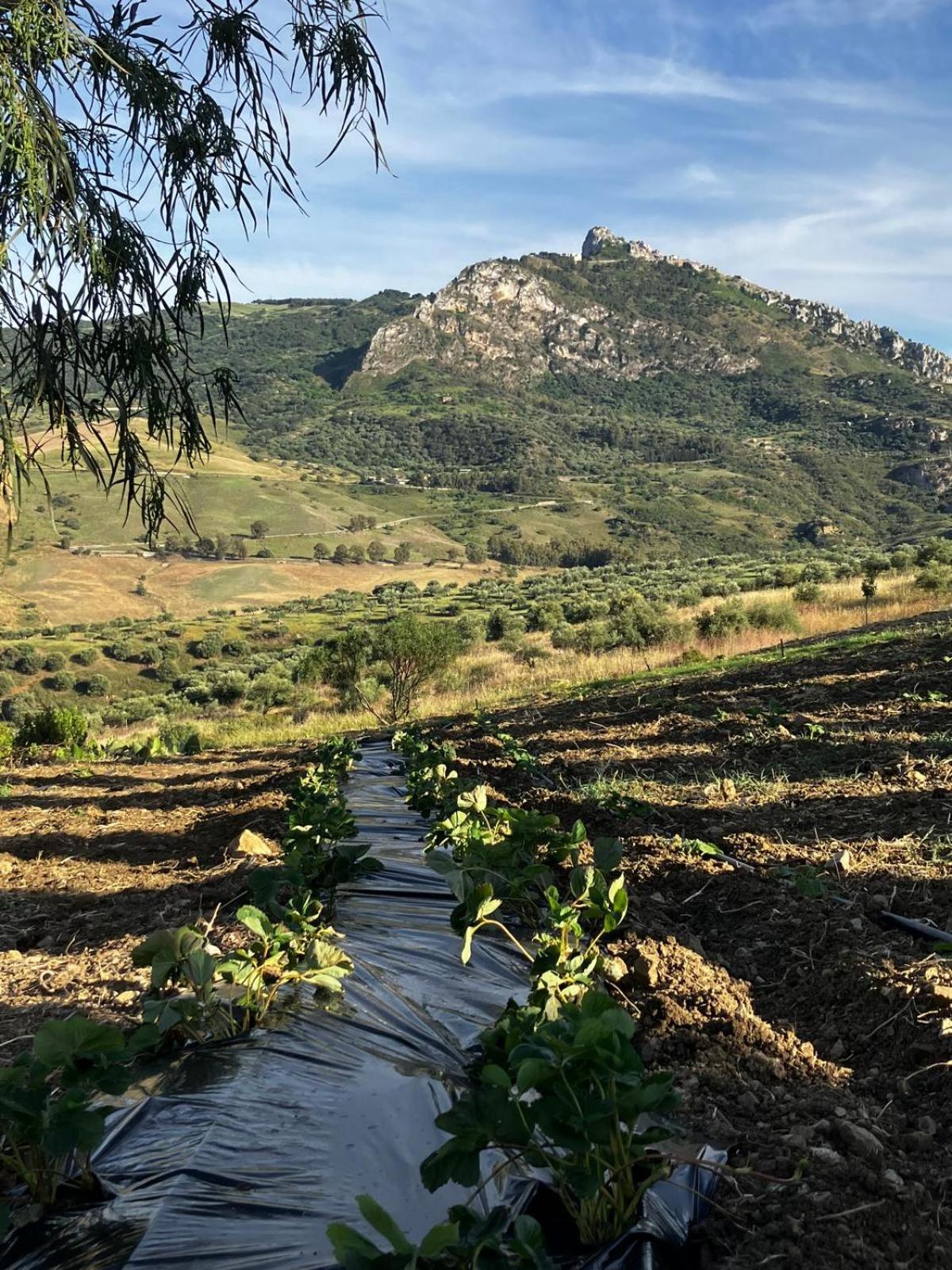 Sclafani Le Case Di Cardellino - Agrispa מראה חיצוני תמונה